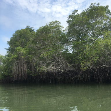 Manglar en Bellavista