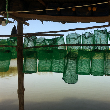 Piscinas de camarones